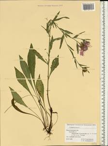 Centaurea jacea L., Eastern Europe, Volga-Kama region (E7) (Russia)