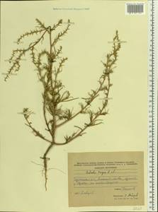 Salsola tragus L., Eastern Europe, South Ukrainian region (E12) (Ukraine)