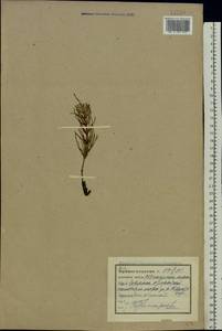 Equisetum arvense L., Eastern Europe, Northern region (E1) (Russia)