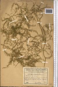 Asparagus inderiensis Blume ex Ledeb., Middle Asia, Syr-Darian deserts & Kyzylkum (M7) (Kazakhstan)