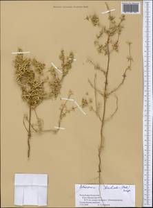 Petrosimonia brachiata (Pall.) Bunge, Middle Asia, Caspian Ustyurt & Northern Aralia (M8) (Kazakhstan)