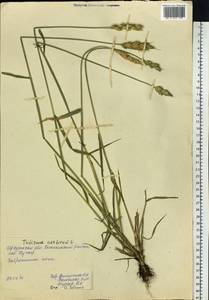 Triticum aestivum L., Siberia, Baikal & Transbaikal region (S4) (Russia)