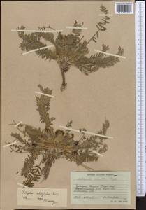 Astragalus substipitatus Gontsch., Middle Asia, Western Tian Shan & Karatau (M3) (Kyrgyzstan)