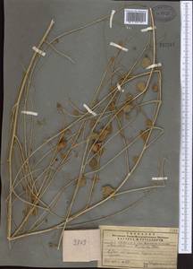 Glycyrrhiza triphylla Fisch. & C.A.Mey., Middle Asia, Syr-Darian deserts & Kyzylkum (M7)