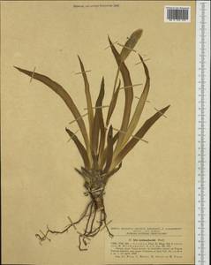 Iris reichenbachii Heuff., Western Europe (EUR) (Romania)