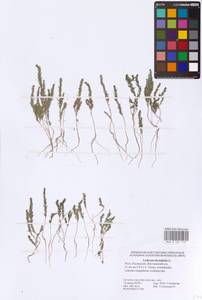 Lythrum thymifolia L., Eastern Europe, Lower Volga region (E9) (Russia)