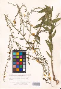 MHA 0 159 256, Linaria genistifolia (L.) Mill., Eastern Europe, Lower Volga region (E9) (Russia)