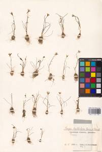 Gagea bulbifera (Pall.) Salisb., Middle Asia, Caspian Ustyurt & Northern Aralia (M8) (Kazakhstan)