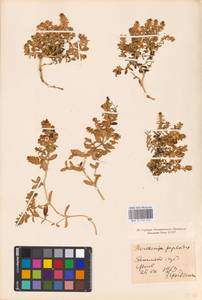 Honckenya peploides (L.) Ehrh., Eastern Europe, Estonia (E2c) (Estonia)