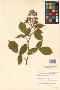 Rubus hirtus Waldst. & Kit., Eastern Europe, West Ukrainian region (E13) (Ukraine)