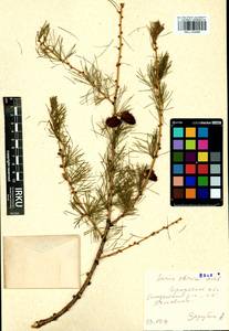 Larix sibirica Ledeb., Siberia, Baikal & Transbaikal region (S4) (Russia)