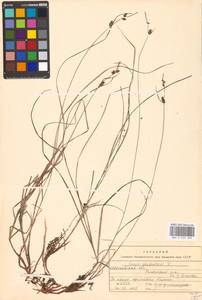 Carex globularis L., Eastern Europe, Moscow region (E4a) (Russia)