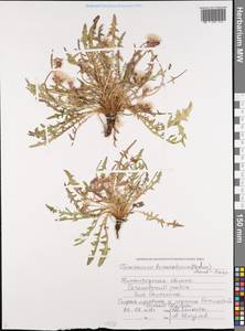 Taraxacum bessarabicum (Hornem.) Hand.-Mazz., Eastern Europe, Volga-Kama region (E7) (Russia)