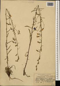 Campanula sibirica subsp. elatior (Fomin) Fed., Caucasus, Krasnodar Krai & Adygea (K1a) (Russia)