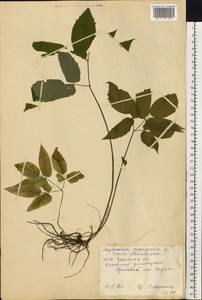 Aegopodium podagraria L., Eastern Europe, South Ukrainian region (E12) (Ukraine)