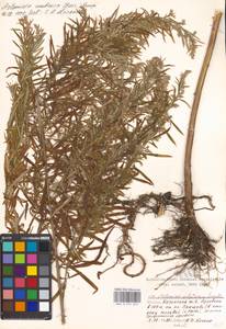 Artemisia umbrosa Turcz. ex DC., Eastern Europe, Moscow region (E4a) (Russia)