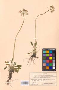 Primula fistulosa Turkev., Siberia, Russian Far East (S6) (Russia)