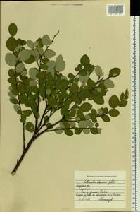 Cotoneaster alaunicus Golitsin, Eastern Europe, Central forest-and-steppe region (E6) (Russia)
