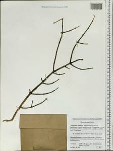 Picea obovata Ledeb., Siberia, Russian Far East (S6) (Russia)