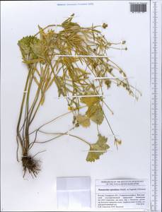 Ranunculus spissidens (Markl. ex Fagerstr.) Ericsson, Eastern Europe, Middle Volga region (E8) (Russia)