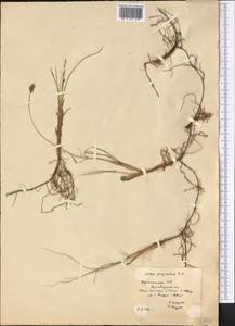 Carex physodes M.Bieb., Middle Asia, Karakum (M6) (Turkmenistan)