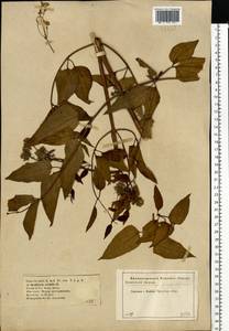 Clematis recta L., Eastern Europe, Central forest-and-steppe region (E6) (Russia)
