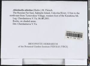 Abietinella abietina (Hedw.) M. Fleisch., Bryophytes, Bryophytes - Russian Far East (excl. Chukotka & Kamchatka) (B20) (Russia)