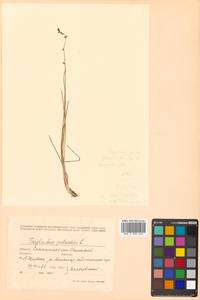 Triglochin palustris L., Siberia, Russian Far East (S6) (Russia)