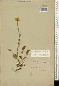 Archanthemis marschalliana subsp. pectinata (Boiss.) Lo Presti & Oberpr., Caucasus, Dagestan (K2) (Russia)