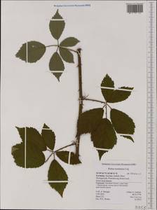 Rubus montanus Lib. ex Lej., Western Europe (EUR) (Germany)