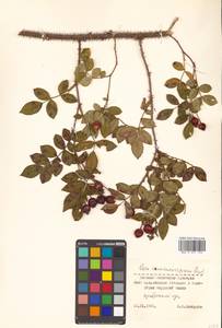 Rosa maximowicziana Regel, Siberia, Russian Far East (S6) (Russia)