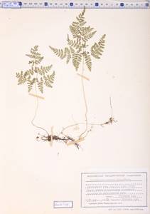 Cystopteris montana (Lam.) Bernh., Siberia, Altai & Sayany Mountains (S2) (Russia)