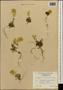 Erysimum ibericum (Adams) DC., Caucasus, South Ossetia (K4b) (South Ossetia)