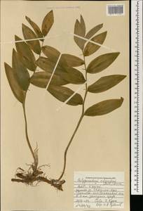Polygonatum odoratum (Mill.) Druce, Mongolia (MONG) (Mongolia)