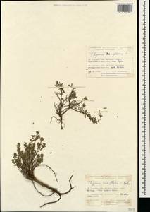 Thymus sipyleus Boiss., Caucasus, Turkish Caucasus (NE Turkey) (K7) (Turkey)