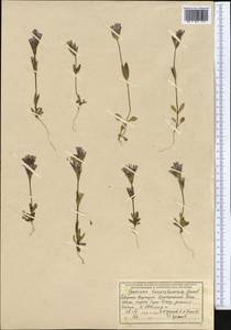 Gentianella turkestanorum (Gandoger) Holub, Middle Asia, Northern & Central Tian Shan (M4) (Kyrgyzstan)
