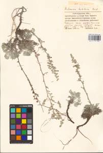 Artemisia hololeuca M. Bieb. ex Besser, Eastern Europe, Lower Volga region (E9) (Russia)