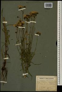 Hieracium umbellatum L., Eastern Europe, South Ukrainian region (E12) (Ukraine)