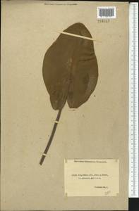 Nuphar lutea (L.) Sibth. & Sm., Middle Asia, Northern & Central Kazakhstan (M10) (Kazakhstan)
