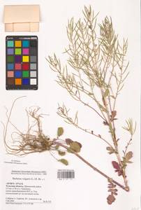 Barbarea vulgaris W.T.Aiton, Eastern Europe, Central region (E4) (Russia)