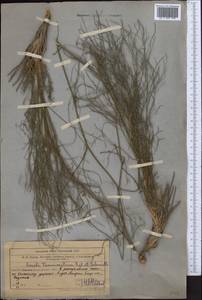 Seseli tenuisectum Regel & Schmalh., Middle Asia, Western Tian Shan & Karatau (M3) (Uzbekistan)