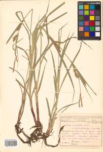 Carex atherodes Spreng., Siberia, Russian Far East (S6) (Russia)