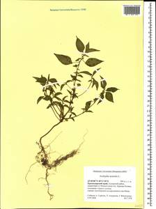 Acalypha australis L., Caucasus, Krasnodar Krai & Adygea (K1a) (Russia)