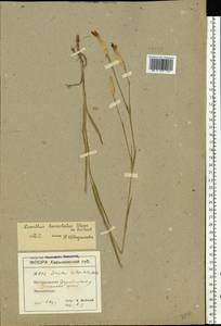 Dianthus pallens M. Bieb., Eastern Europe, North Ukrainian region (E11) (Ukraine)