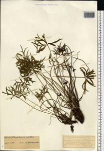 Pulsatilla patens (L.) Mill., Eastern Europe, Volga-Kama region (E7) (Russia)