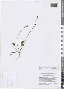 Crepis multicaulis Ledeb., Siberia, Central Siberia (S3) (Russia)