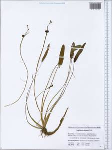 Sagittaria natans Pall., Siberia, Baikal & Transbaikal region (S4) (Russia)