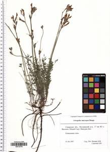 Astragalus macropus Bunge, Eastern Europe, Middle Volga region (E8) (Russia)