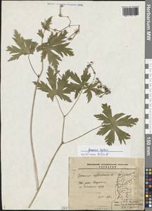 Geranium albiflorum Ledeb., Siberia, Baikal & Transbaikal region (S4) (Russia)