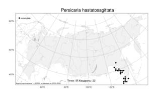 Persicaria hastatosagittata (Makino) Nakai ex Mori, Atlas of the Russian Flora (FLORUS) (Russia)